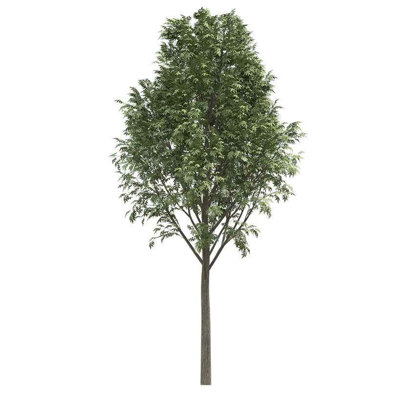 Fraxinus excelsior - ash tree